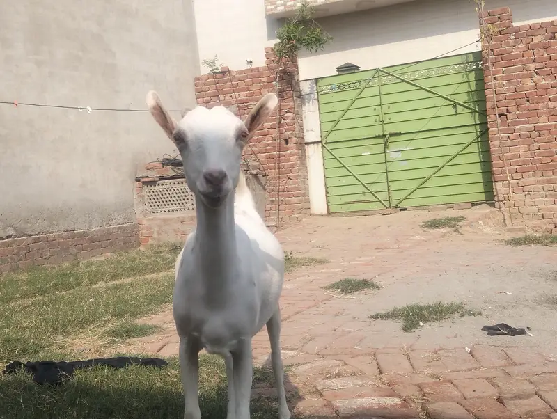 Tedi bakri — photo 4