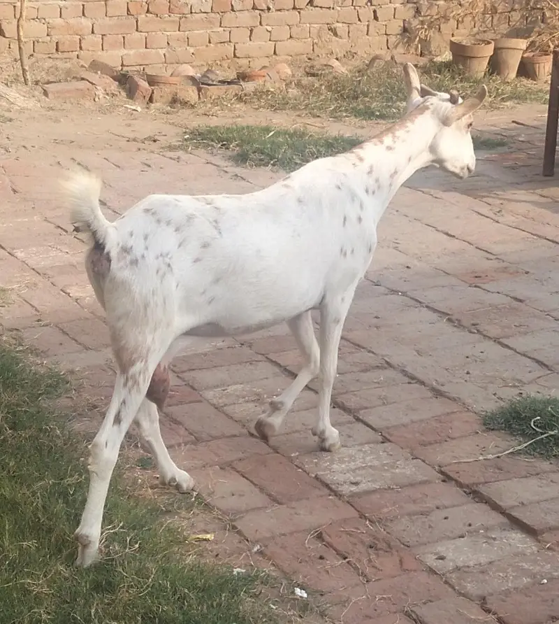 Tedi bakri — photo 5