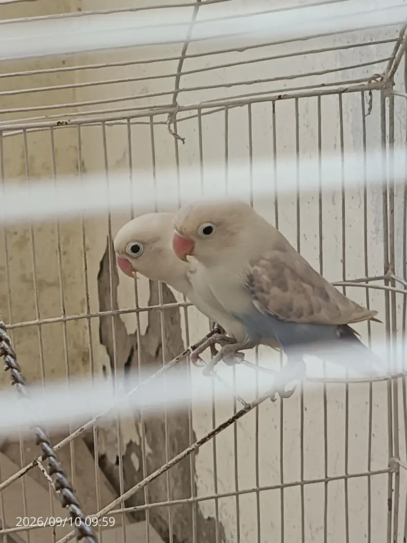 lovebird pair,urgent sale,read description. — photo 4