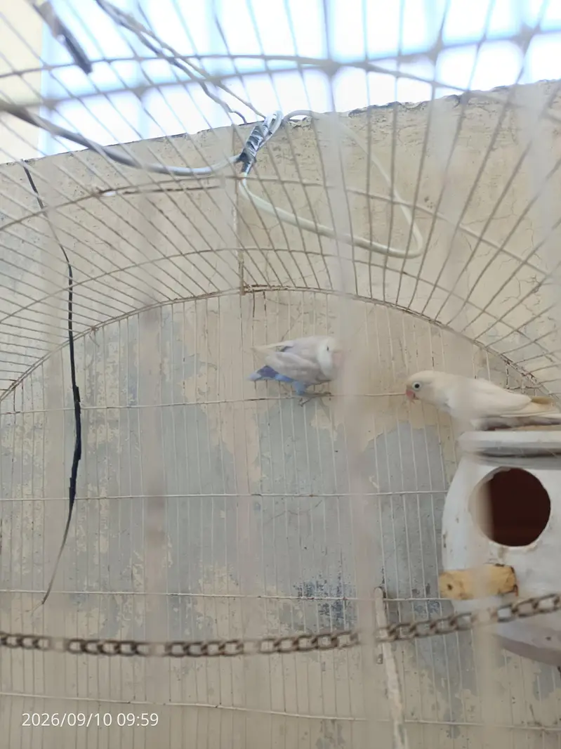 lovebird pair,urgent sale,read description. — photo 5