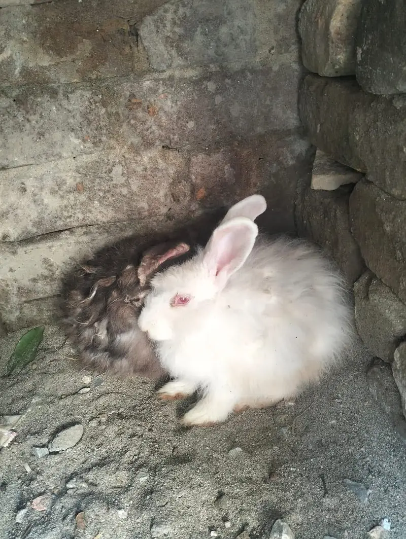 Rabbits for sale