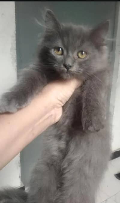 beautiful Persian kitten