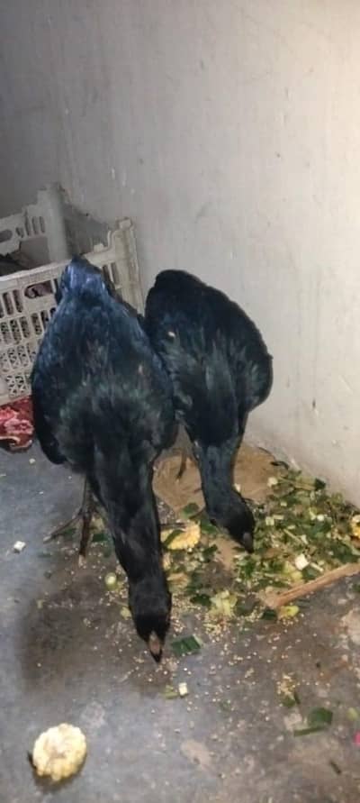 2 assel patha mada for sale