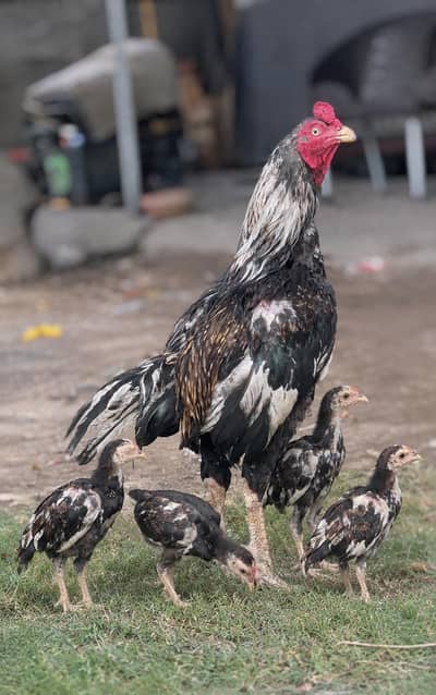 Aseel Amroha cross breeder murga