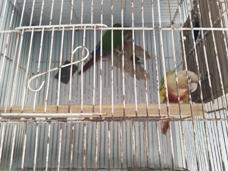 Pineapple conure male Green cheek female breading pair — photo 6