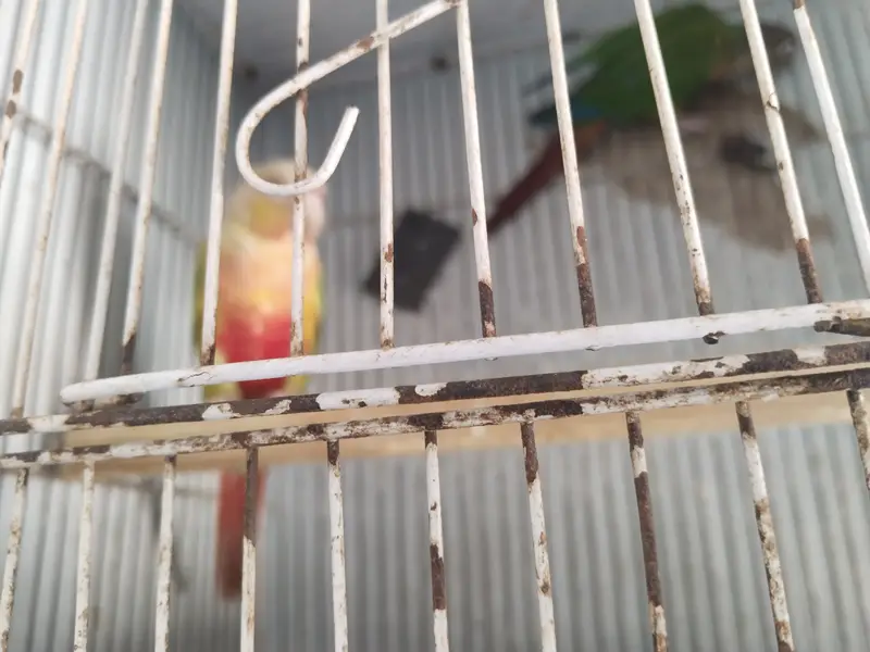 Pineapple conure male Green cheek female breading pair — photo 9