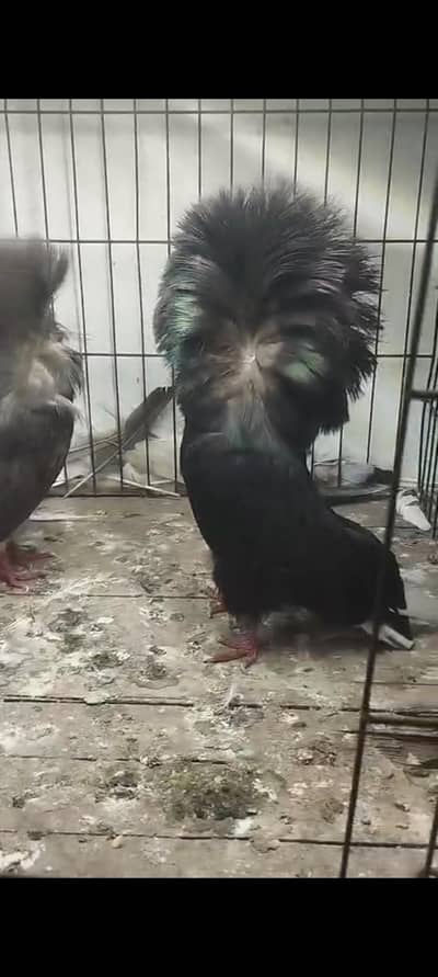 top cllas pejan breeds