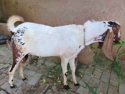 بکرا Goat male