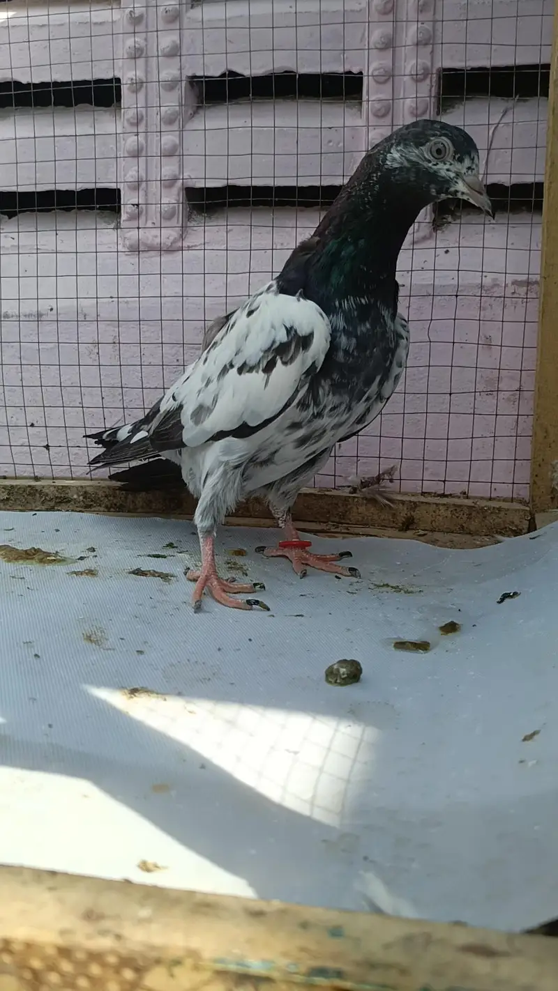 teddy pigeon babies — photo 4