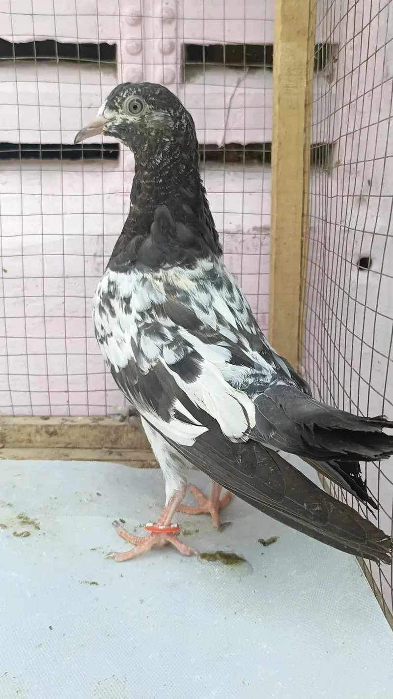 teddy pigeon babies — photo 6