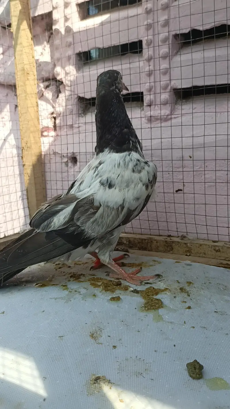 teddy pigeon babies — photo 9