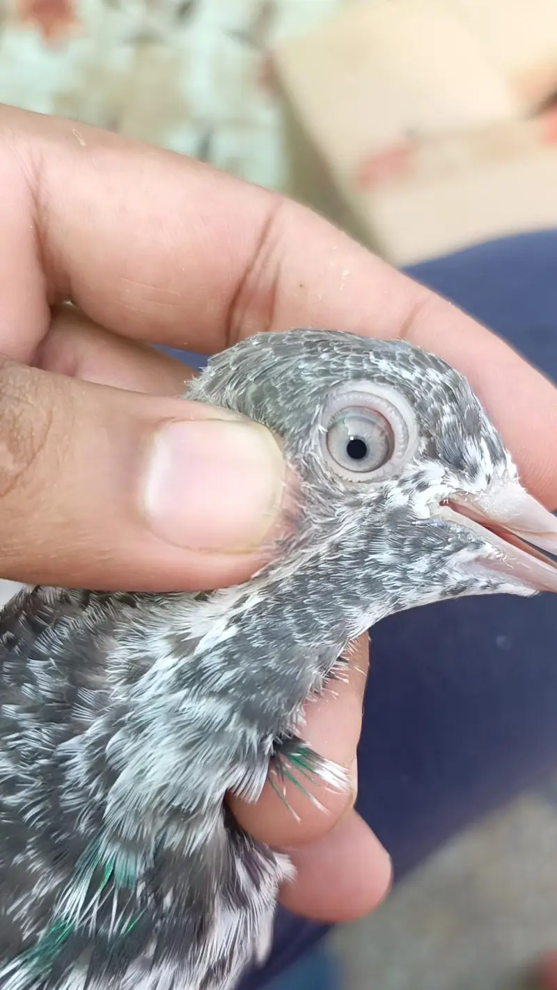 teddy pigeon babies — photo 11