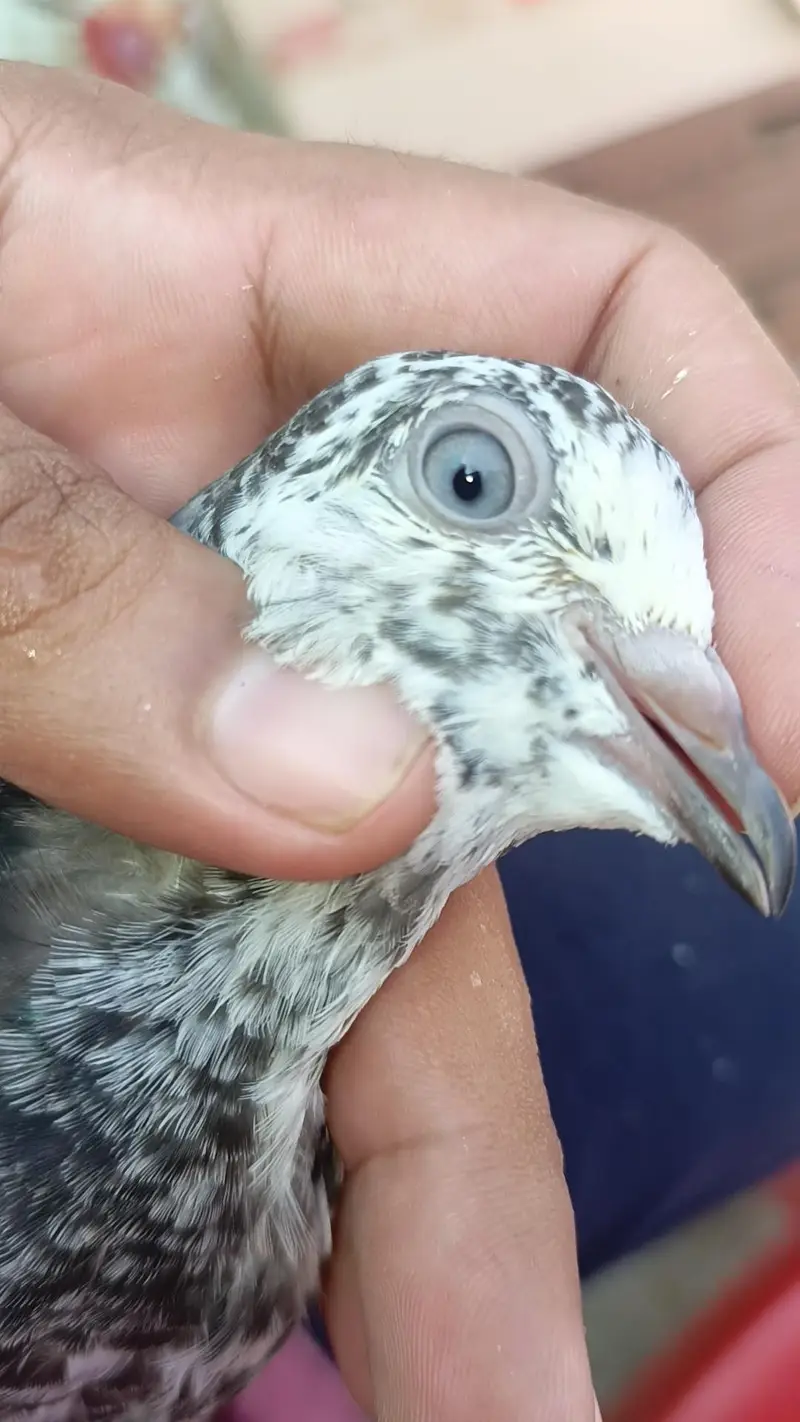 teddy pigeon babies — photo 12