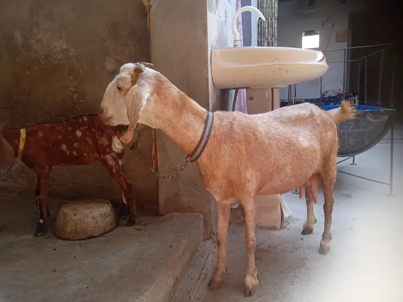 dogli bkri for sale in Faisalabad — photo 2