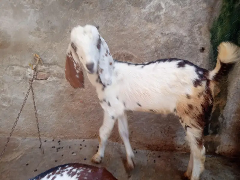 dogli bkri for sale in Faisalabad — photo 5
