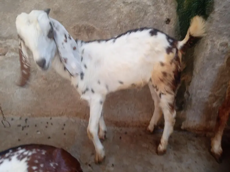 dogli bkri for sale in Faisalabad — photo 7