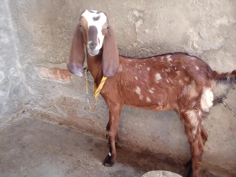 dogli bkri for sale in Faisalabad — photo 8