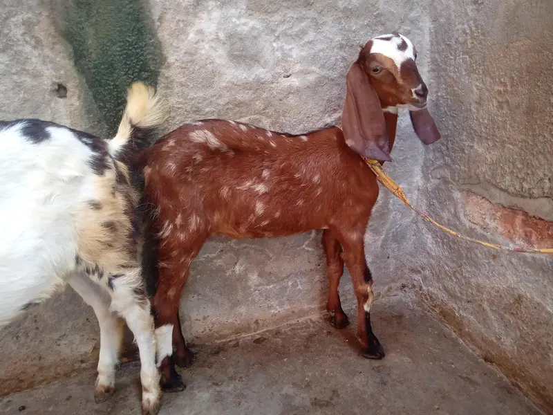 dogli bkri for sale in Faisalabad — photo 9