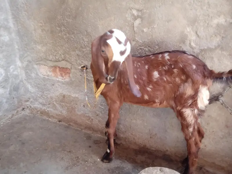dogli bkri for sale in Faisalabad — photo 10