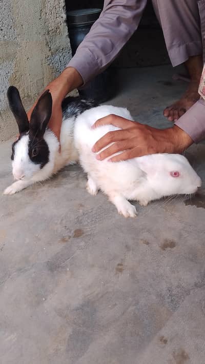 rabbit for seel