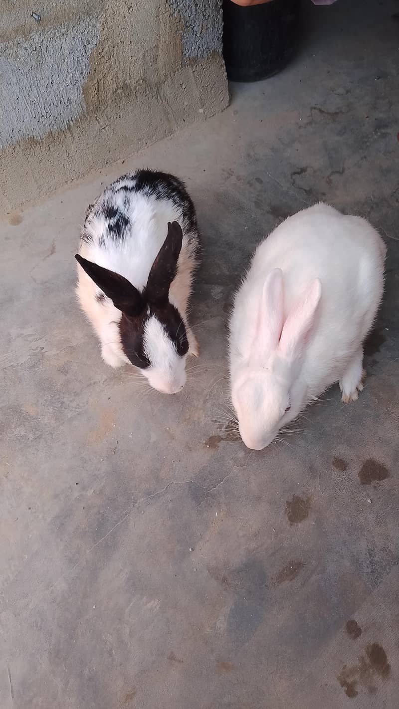 rabbit for seel 5