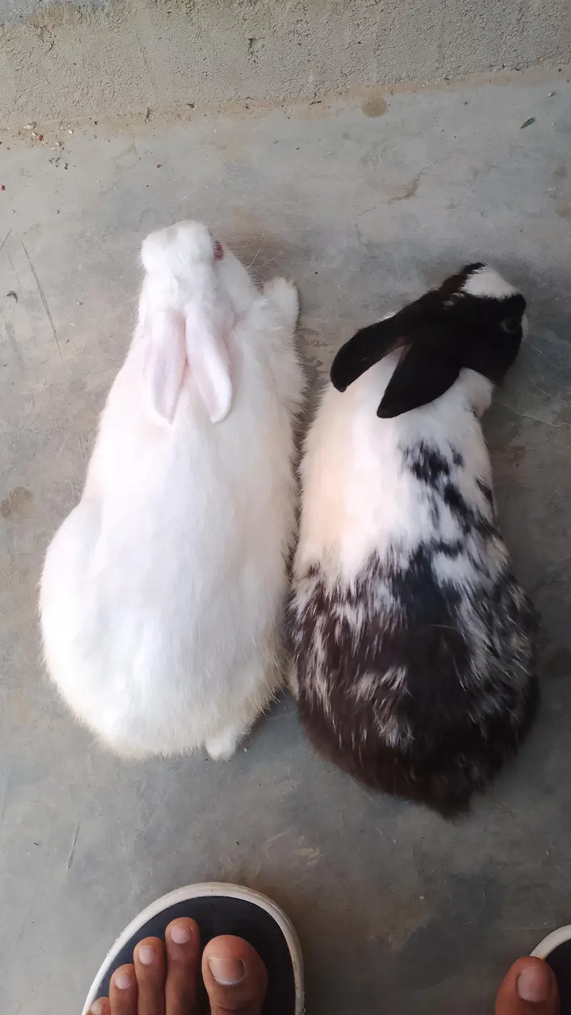 rabbit for seel — photo 7