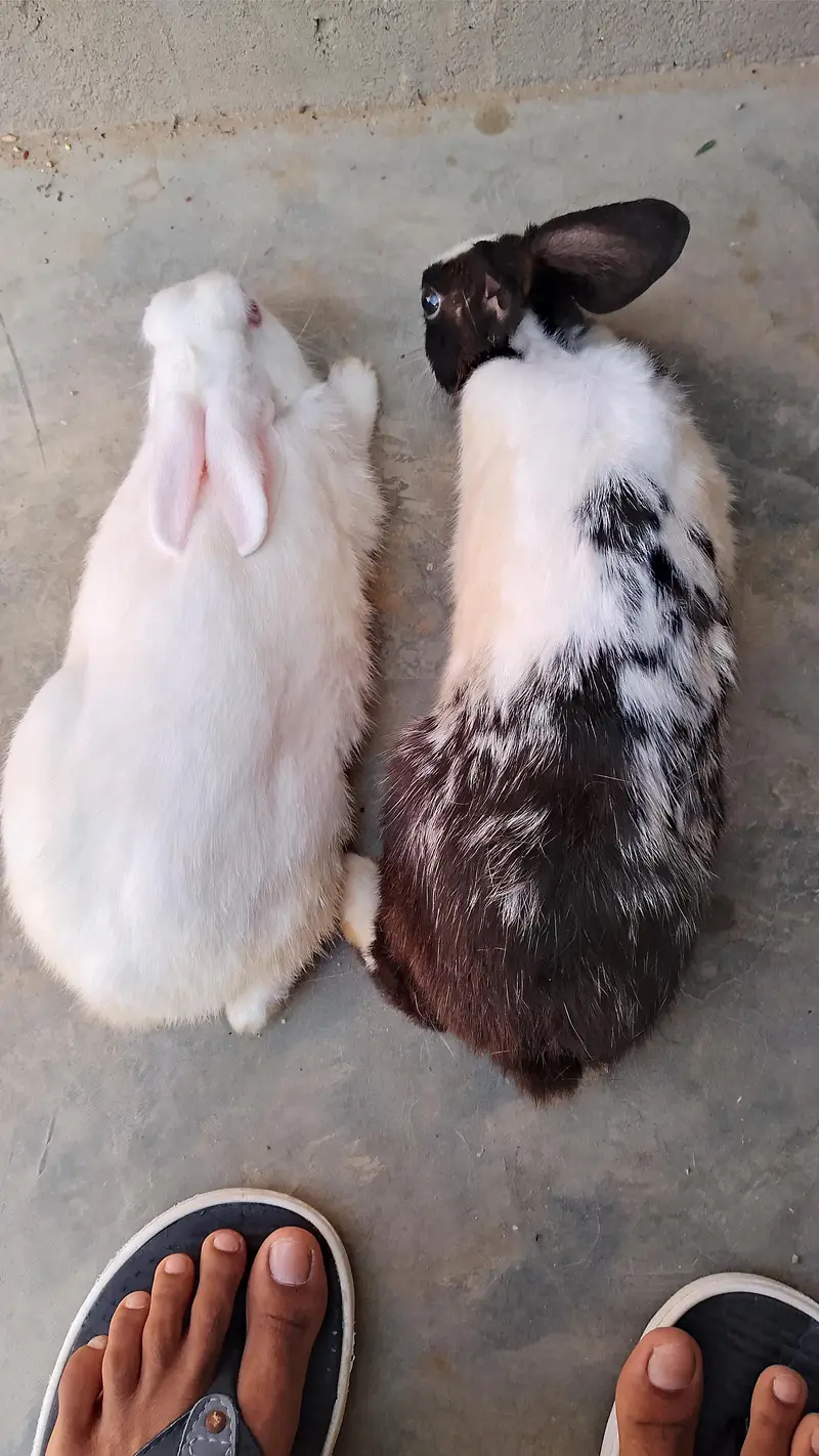 rabbit for seel — photo 8