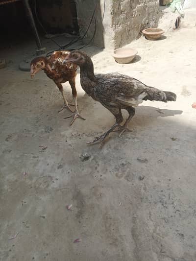 Aseel pair
