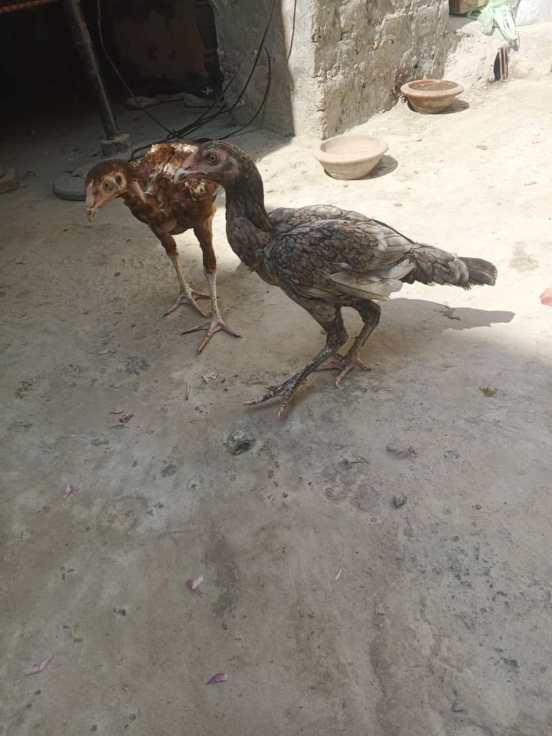 Aseel pair 0