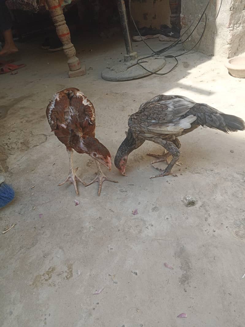 Aseel pair 1