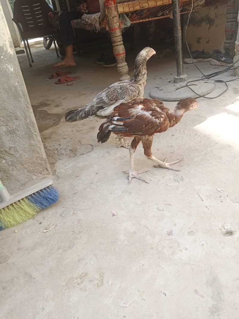 Aseel pair 2