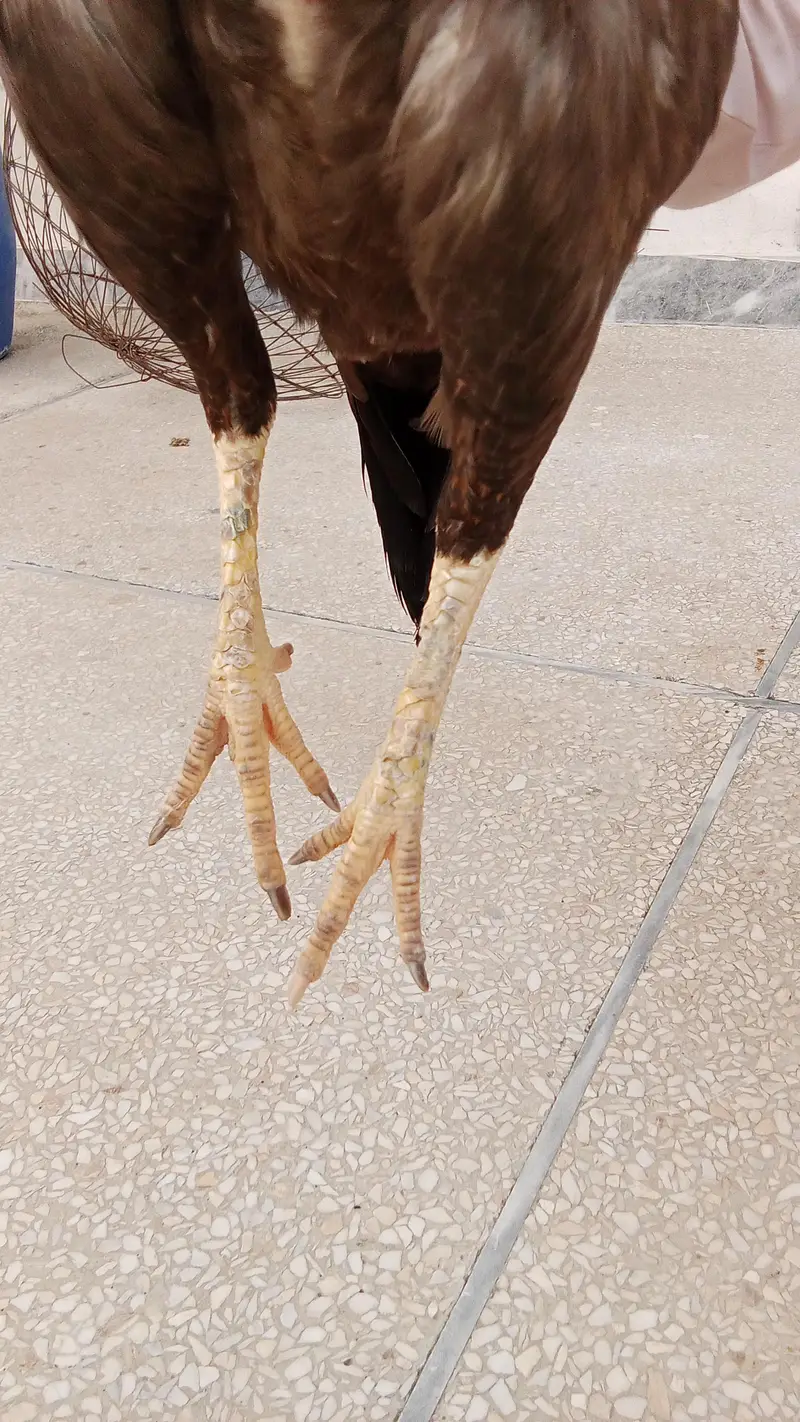 aseel hen for sale — photo 3
