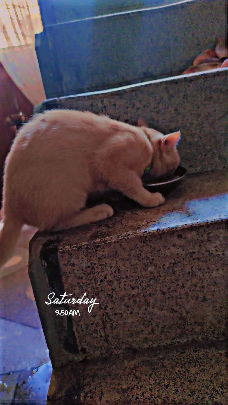 Mixed Persian Kitten for Sale. . . . Vaccinated and. Washroom Trained — photo 2