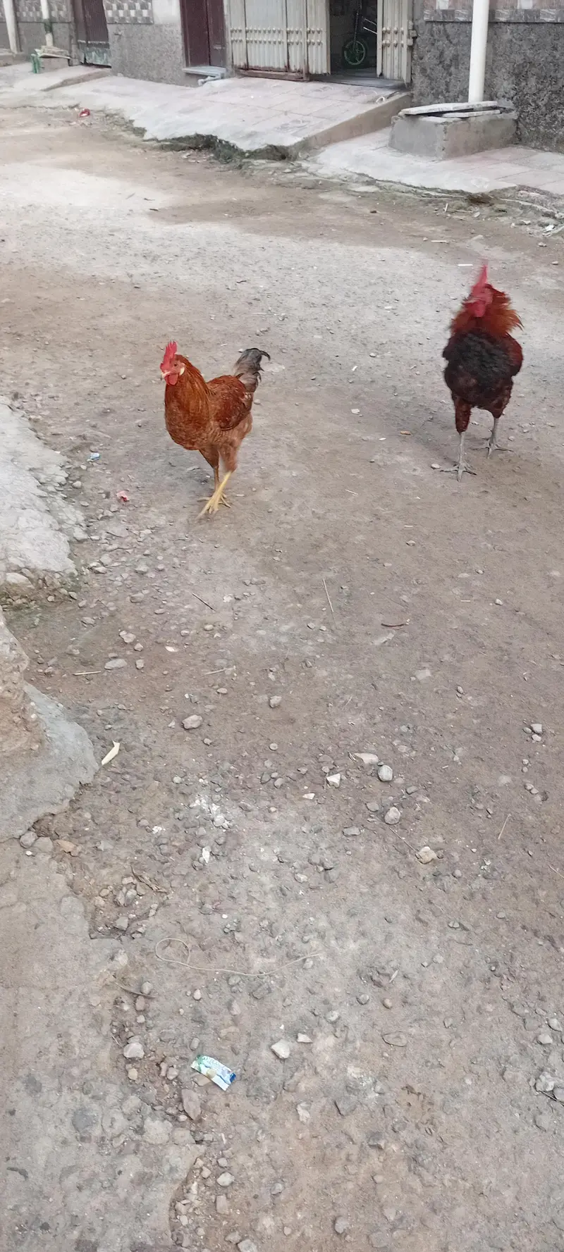 2 murge for sale — photo 2