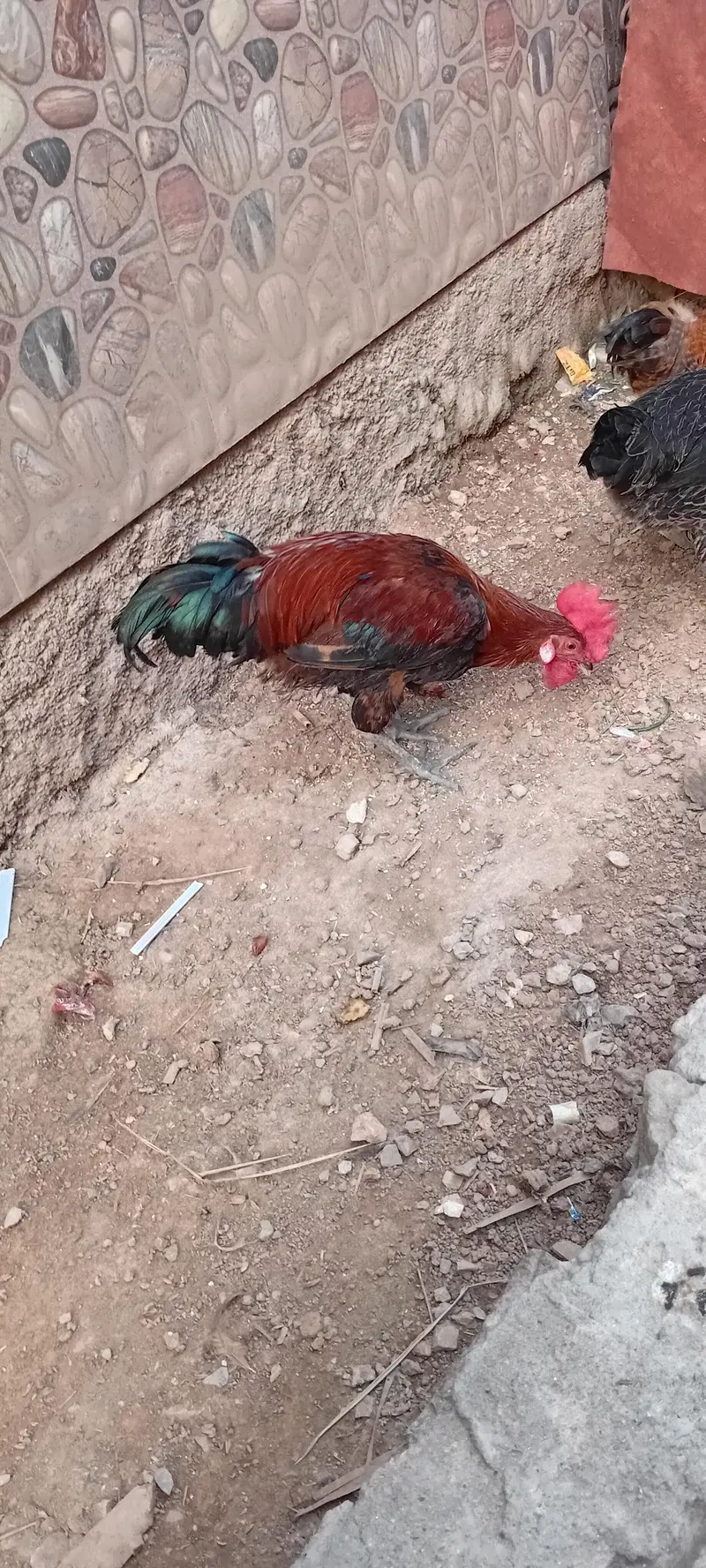 2 murge for sale — photo 8