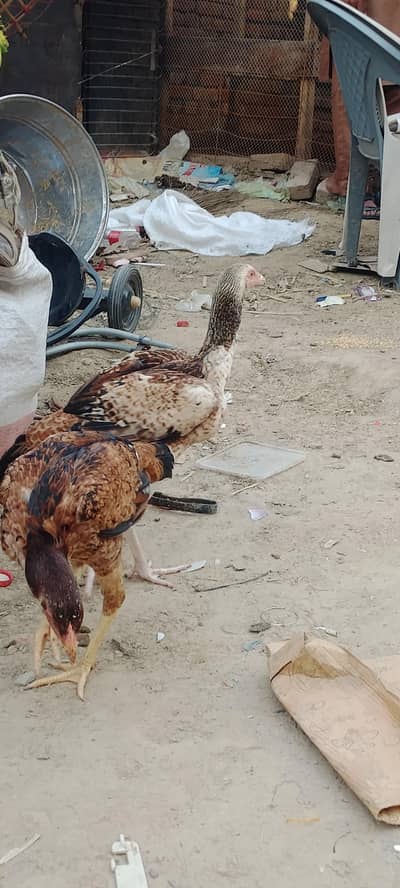 two hens