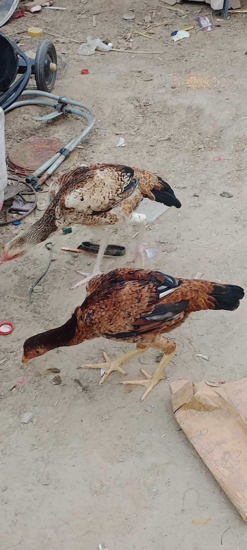 two hens 1