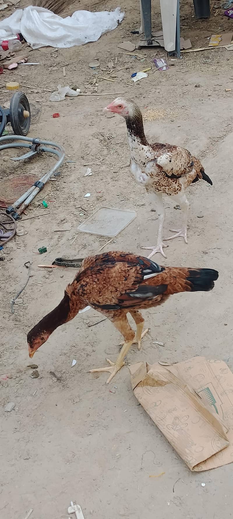 two hens 2