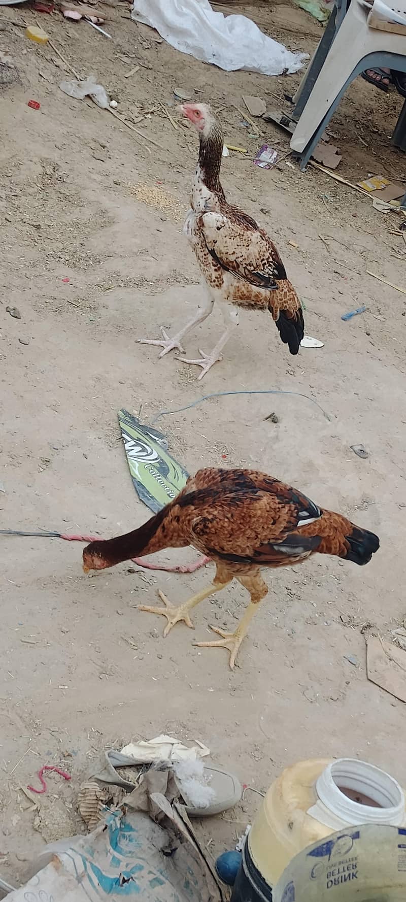 two hens 4