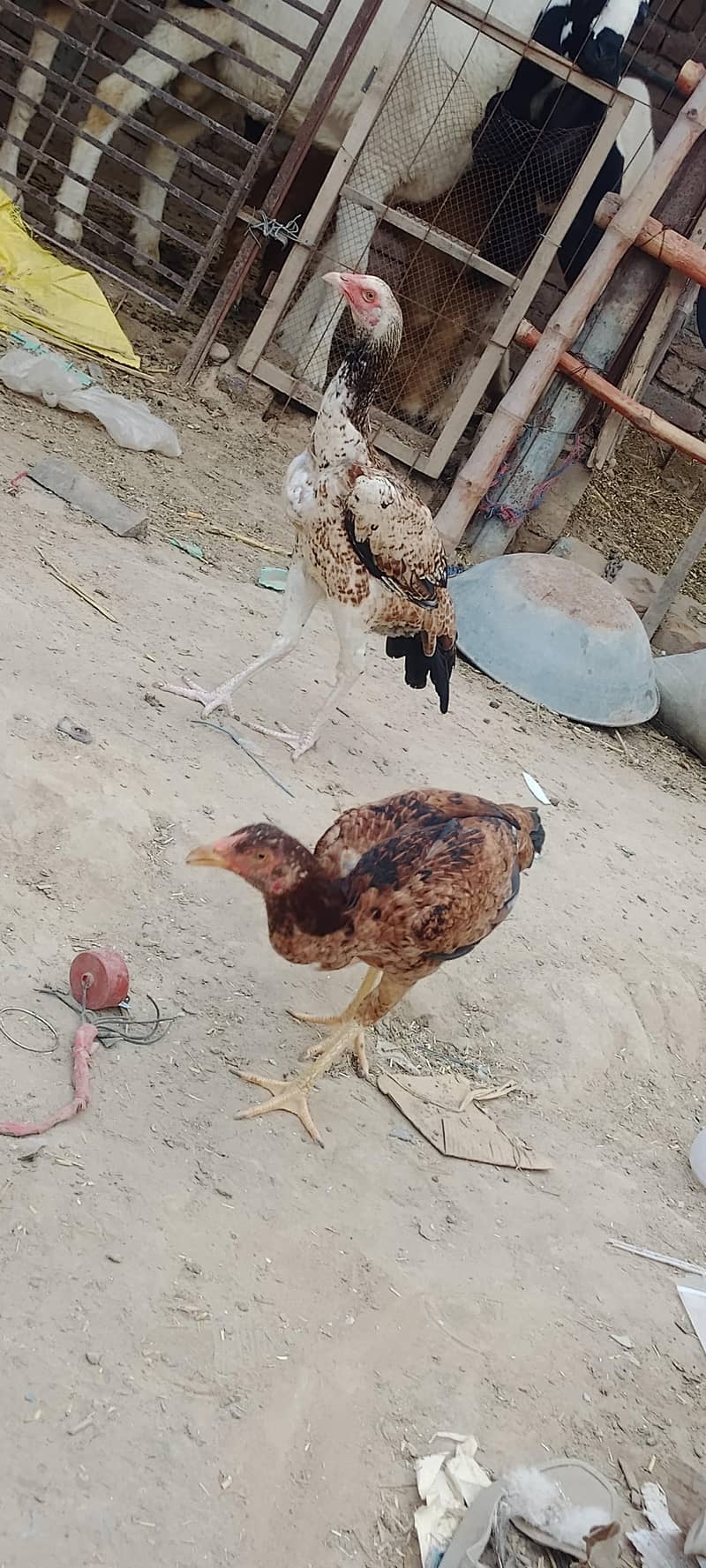 two hens 5