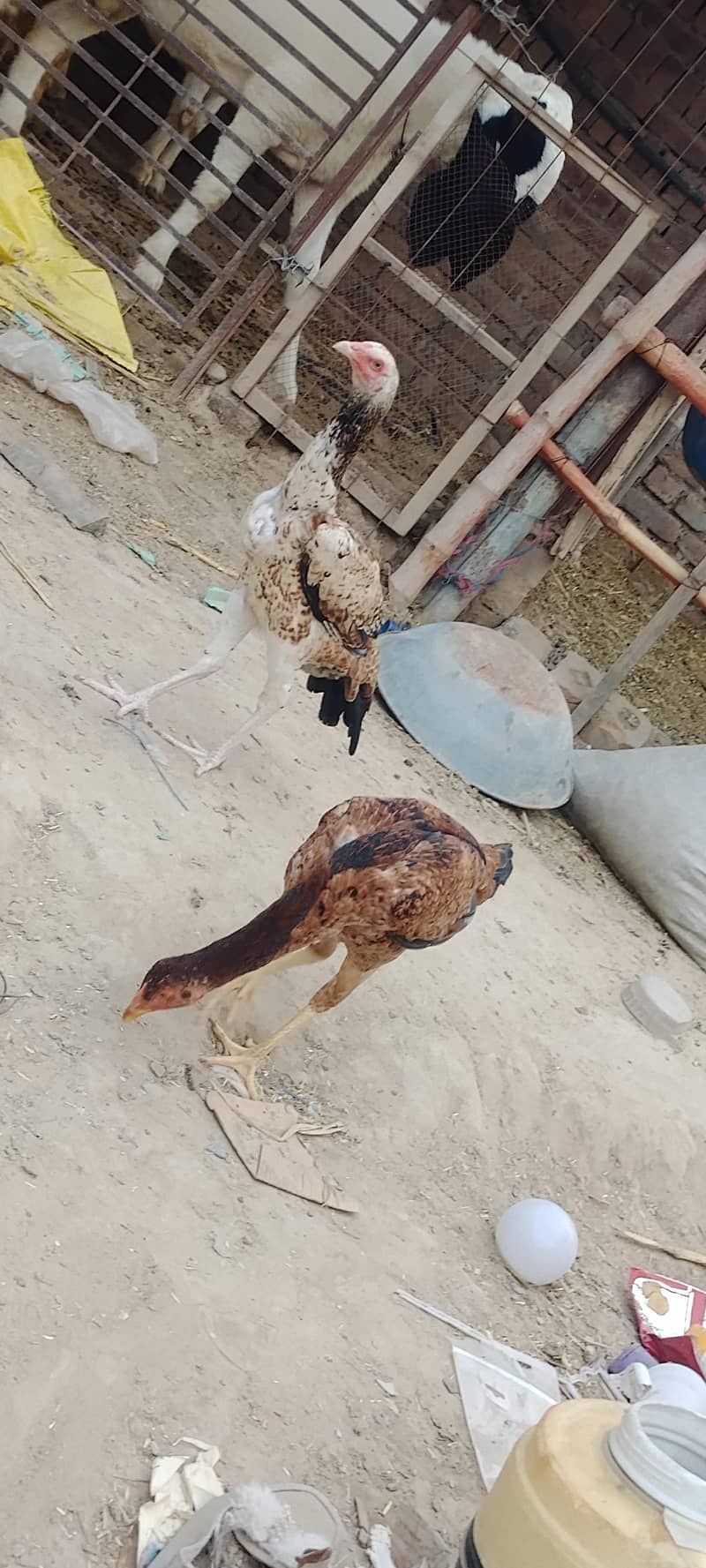 two hens 6