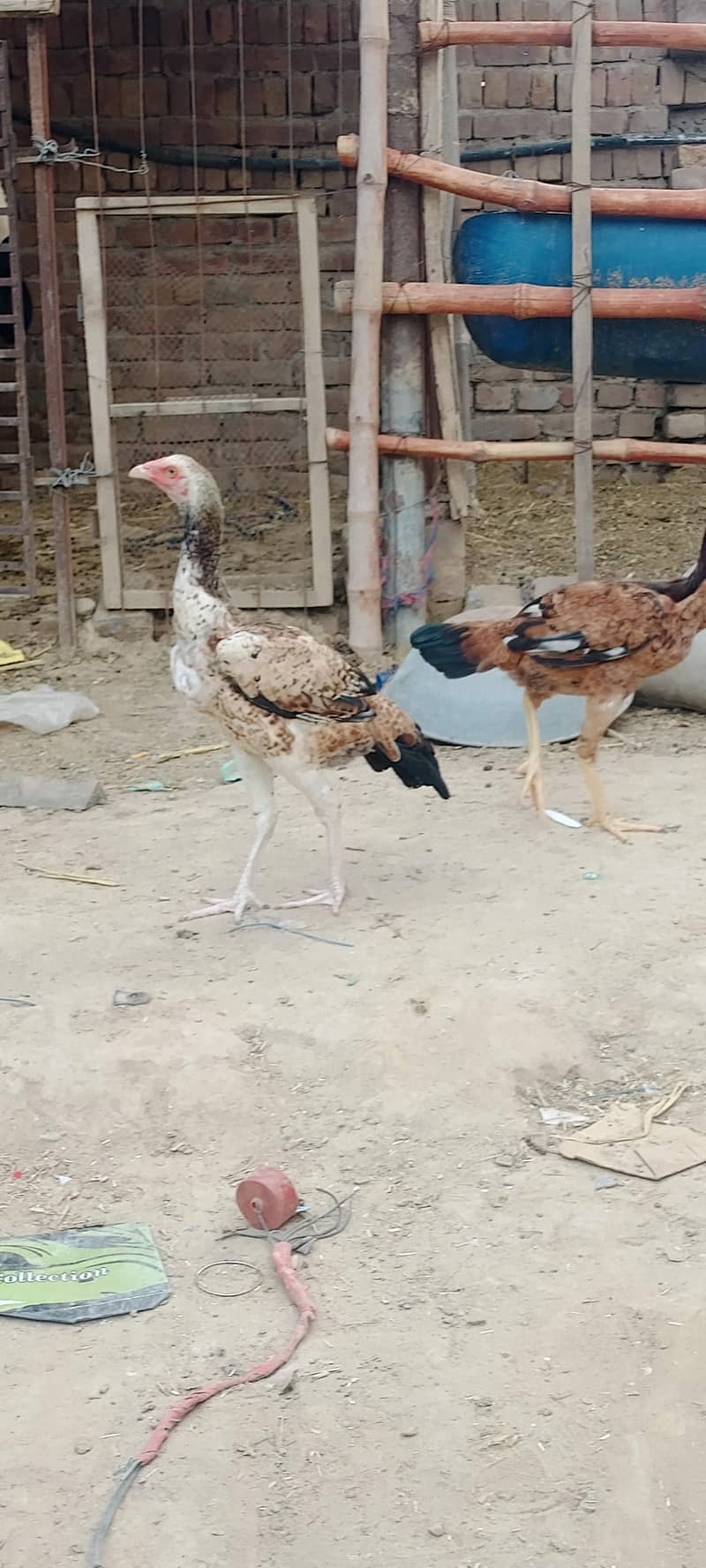 two hens 7