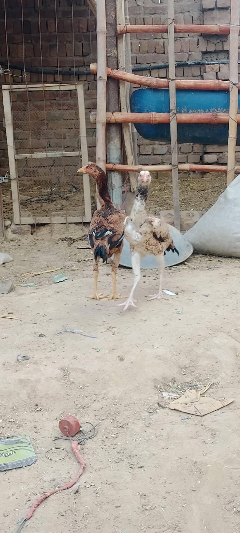two hens 8