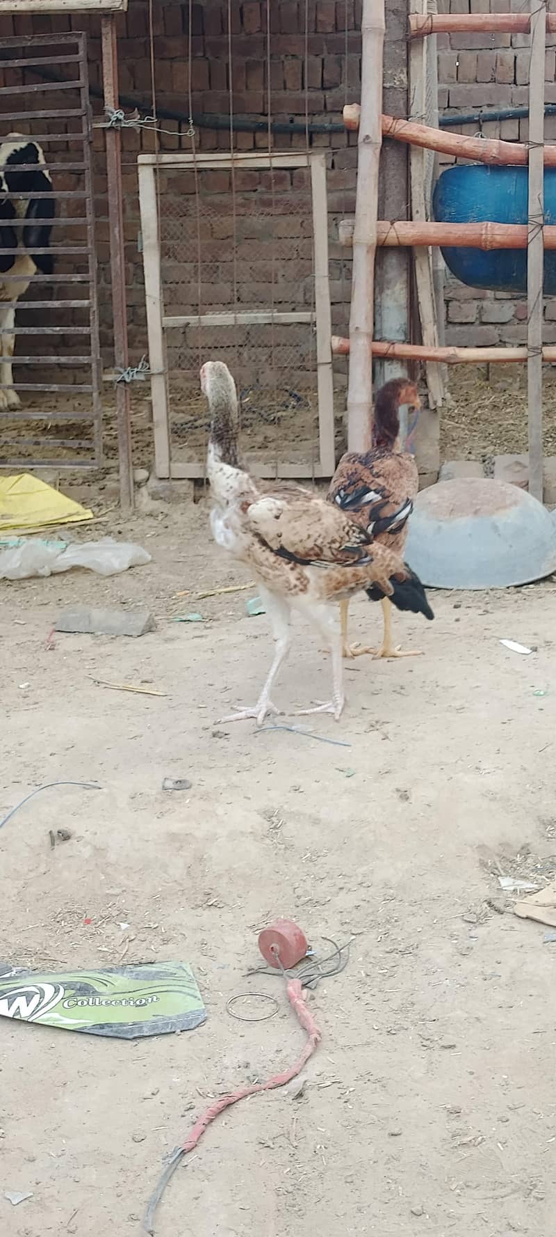 two hens 9