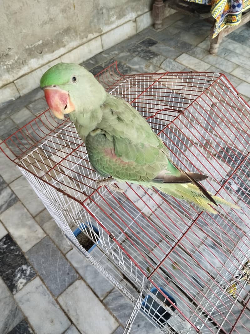 parrot 0
