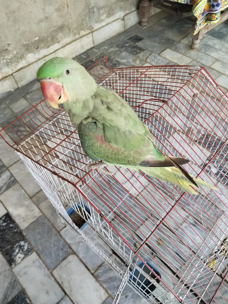 parrot