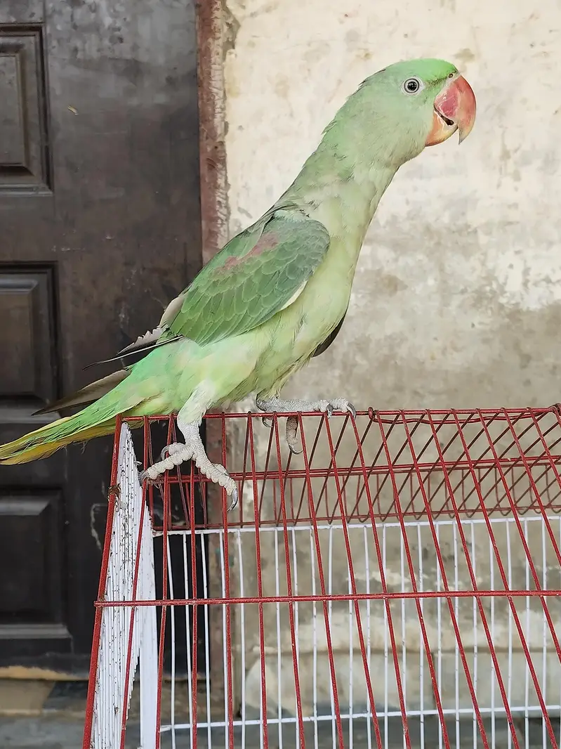 parrot — photo 2