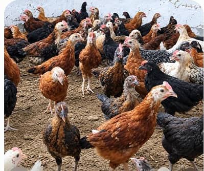 GOLDEN MISRI CHIKS 2 MONTHS OLD average weight 380  gram