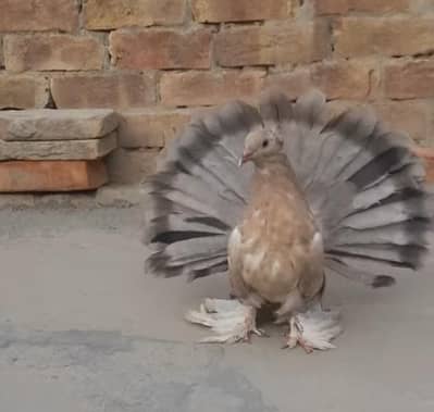 Breeder pair top quality