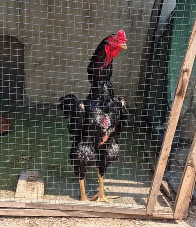 long higheted blak blue shamoo and  chicks